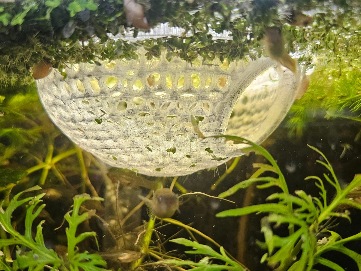 Cúpula translúcida impressa em 3D dentro de um aquário plantado com peixe