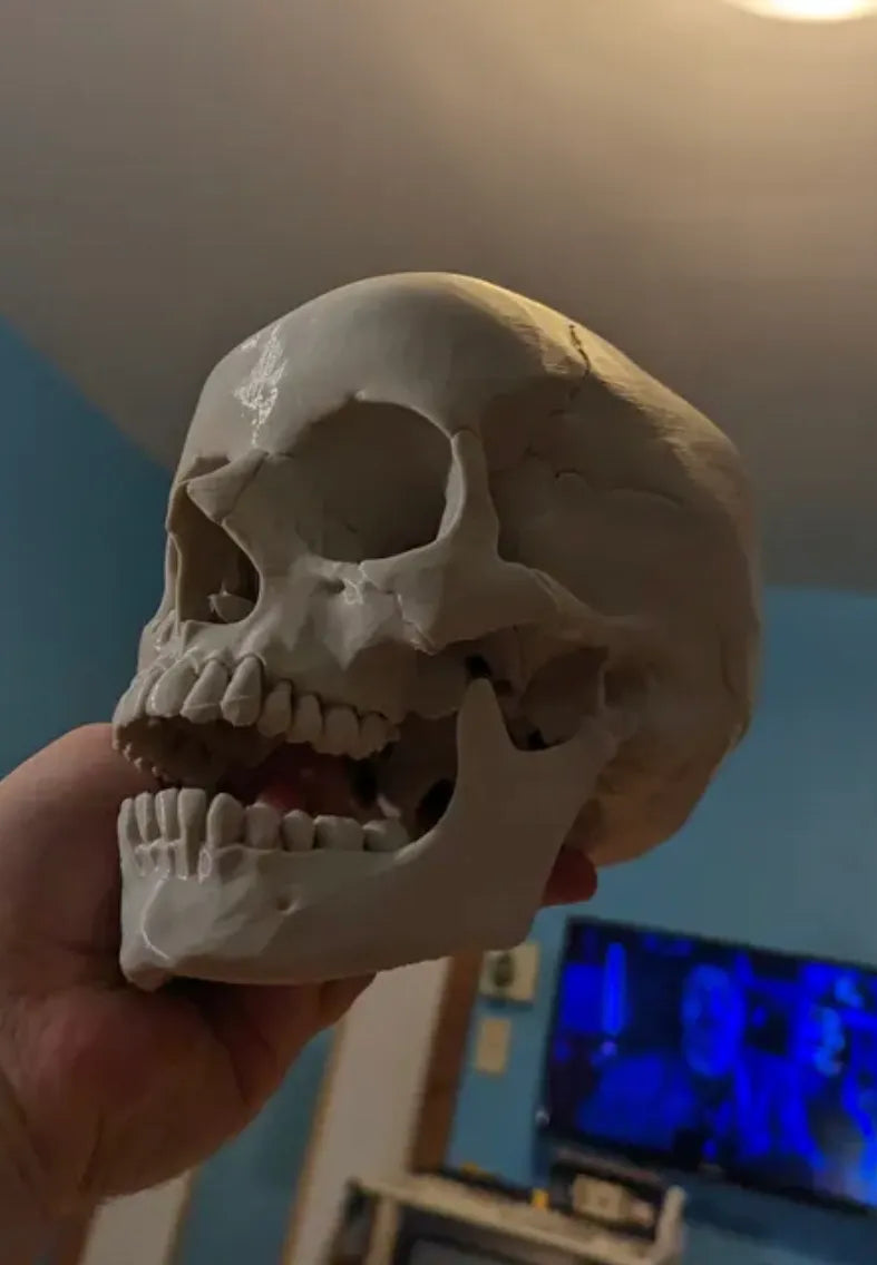 Caveira Humana Anatómica
