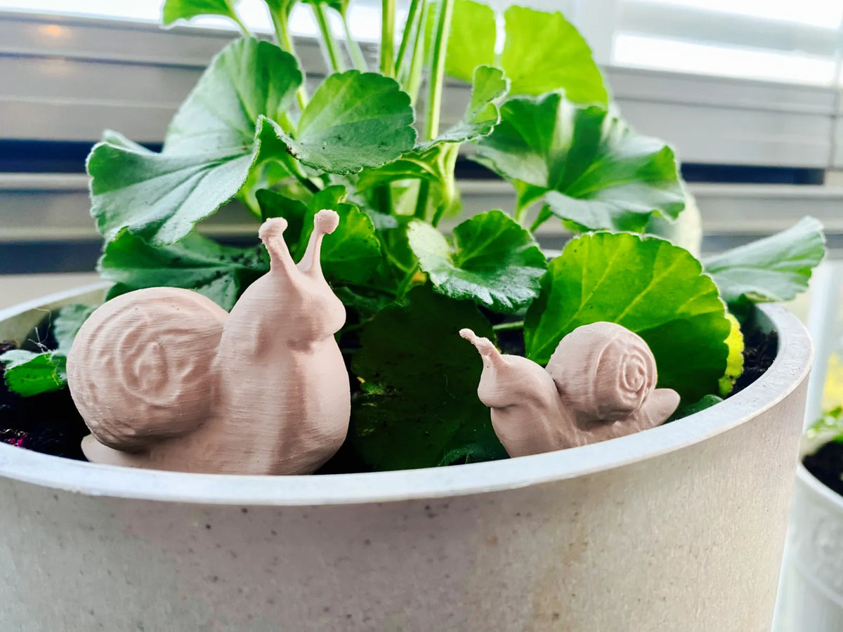 Caracol Pequeno