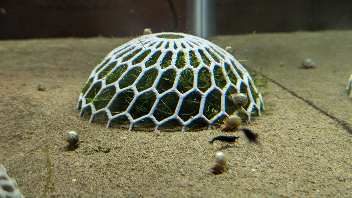 Cúpula para Musgo de Aquário
