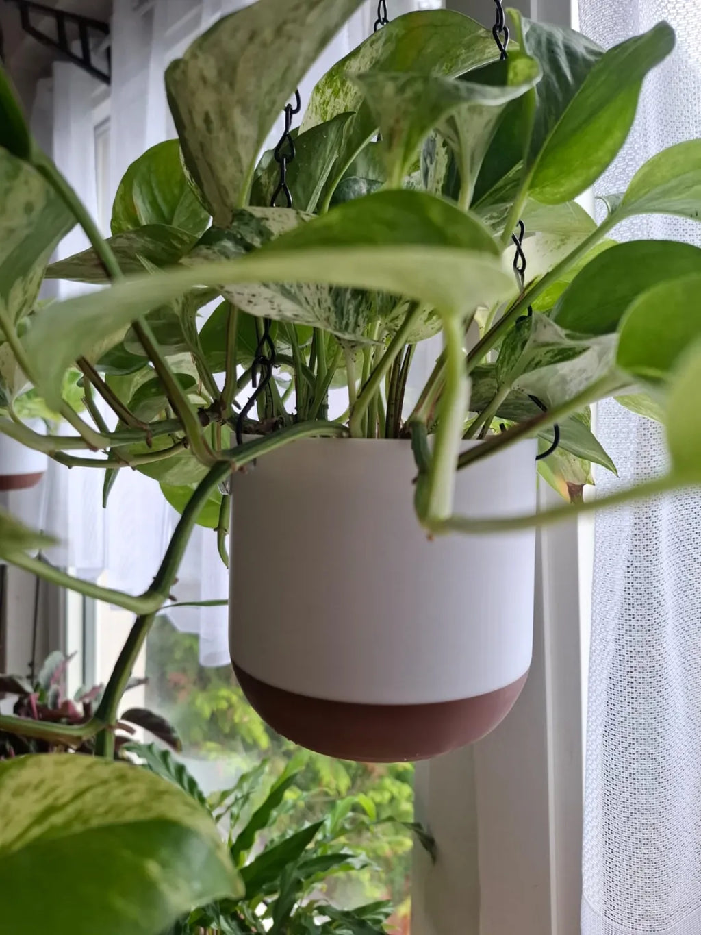 Vaso Suspenso
