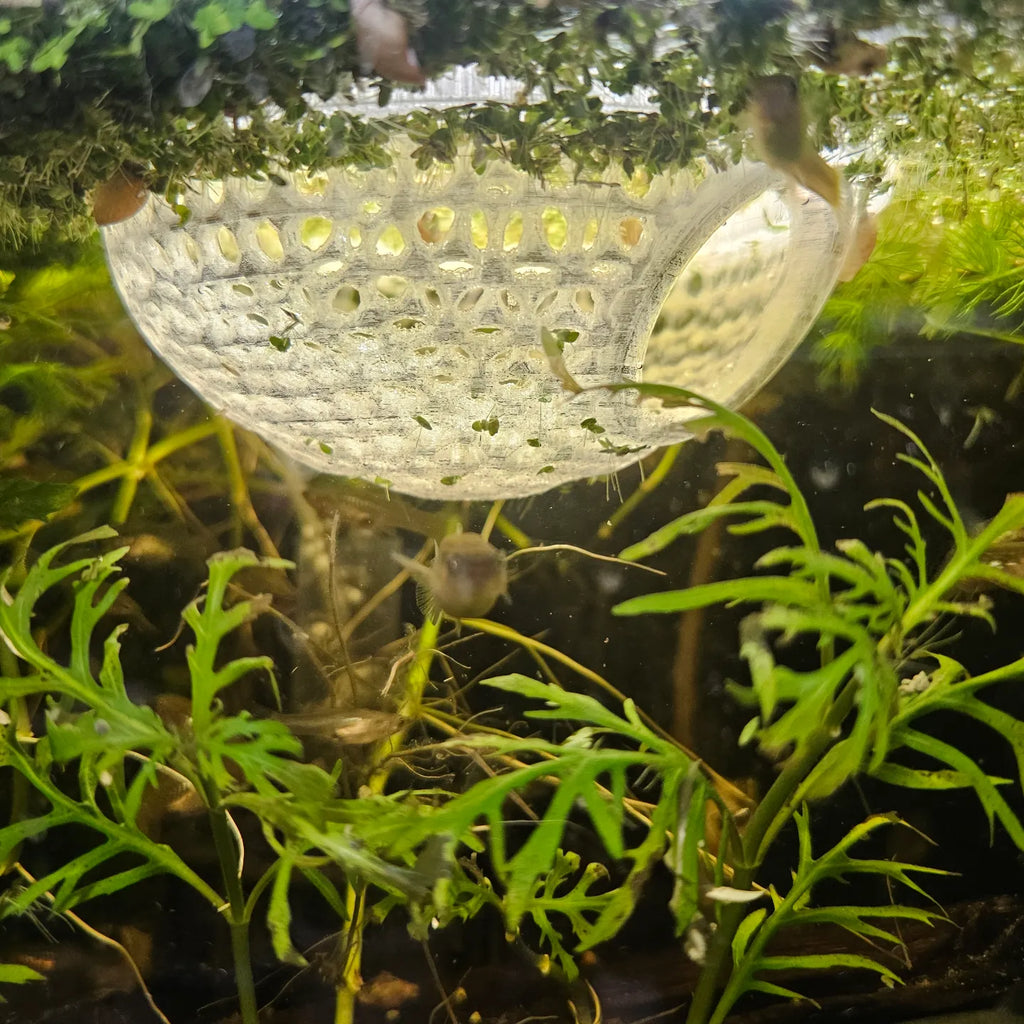 Cúpula para Betta