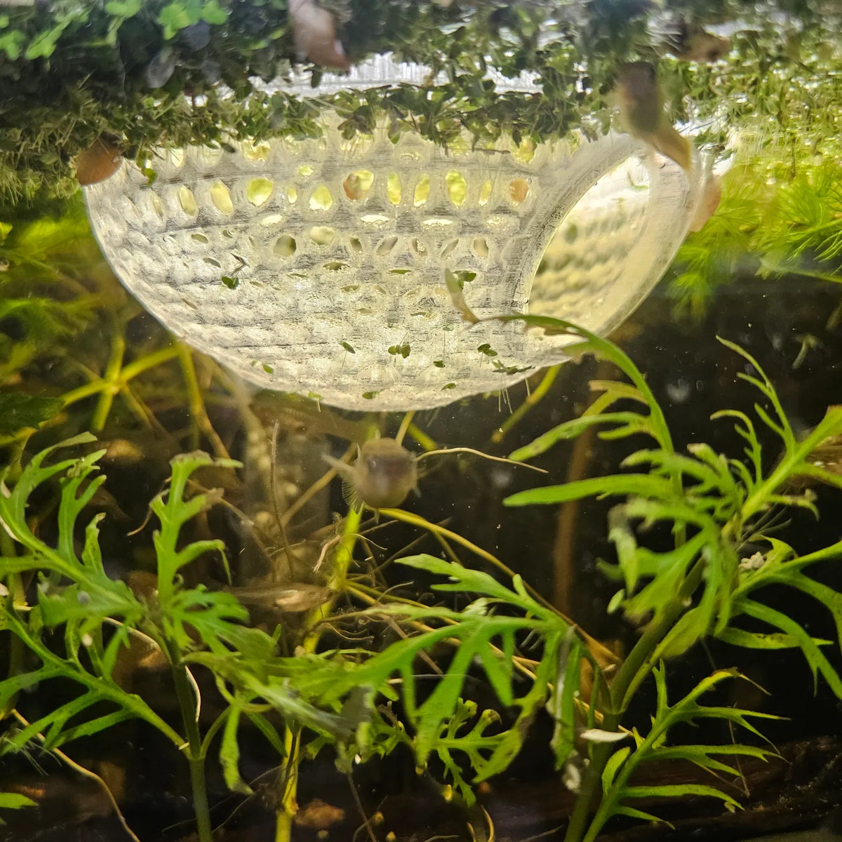 Cúpula para Betta