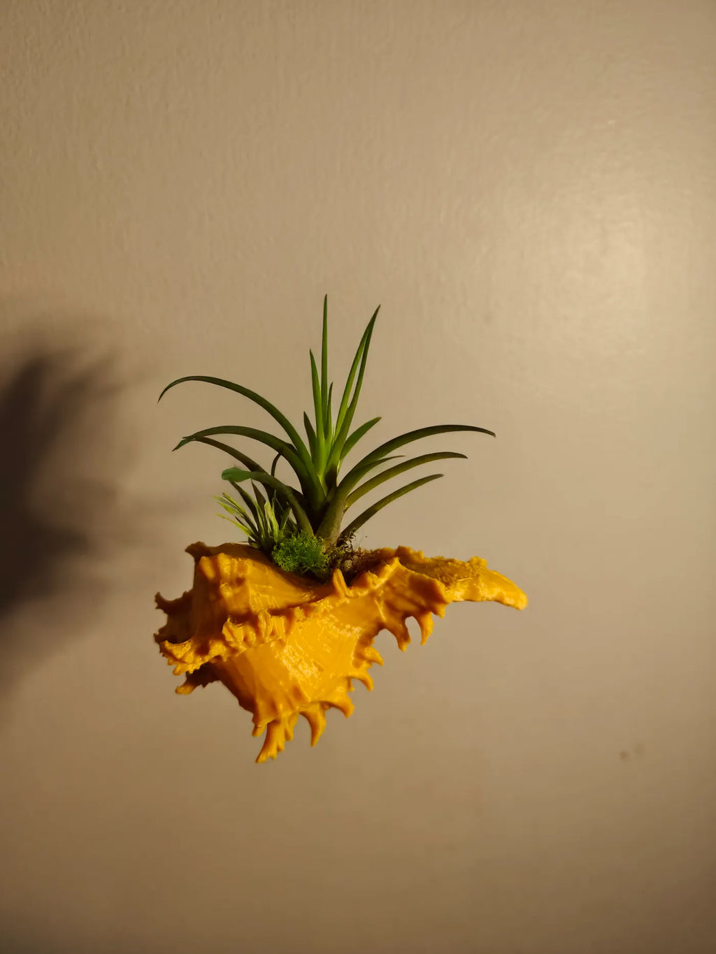Suporte para Tillandsia em Concha