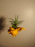 Suporte para Tillandsia em Concha