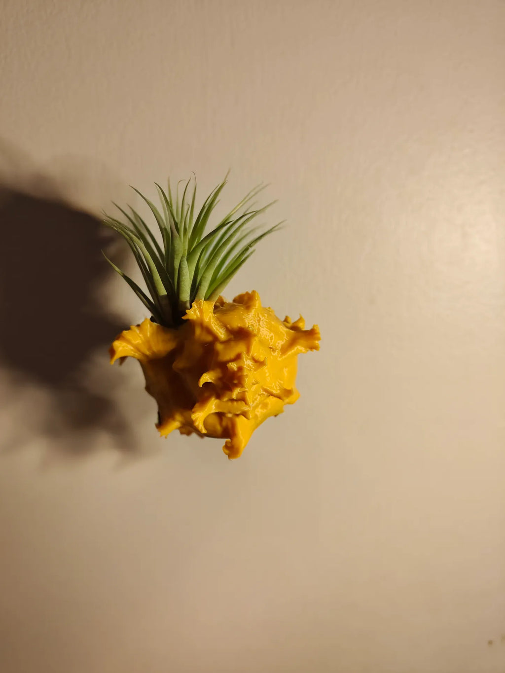 Suporte para Tillandsia em Concha