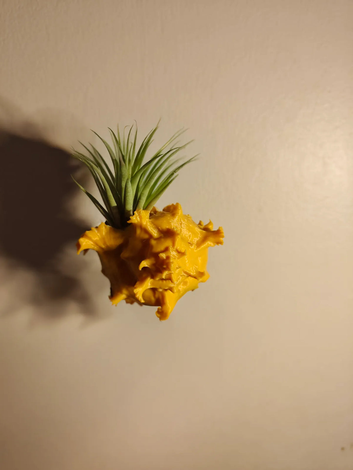 Suporte para Tillandsia em Concha