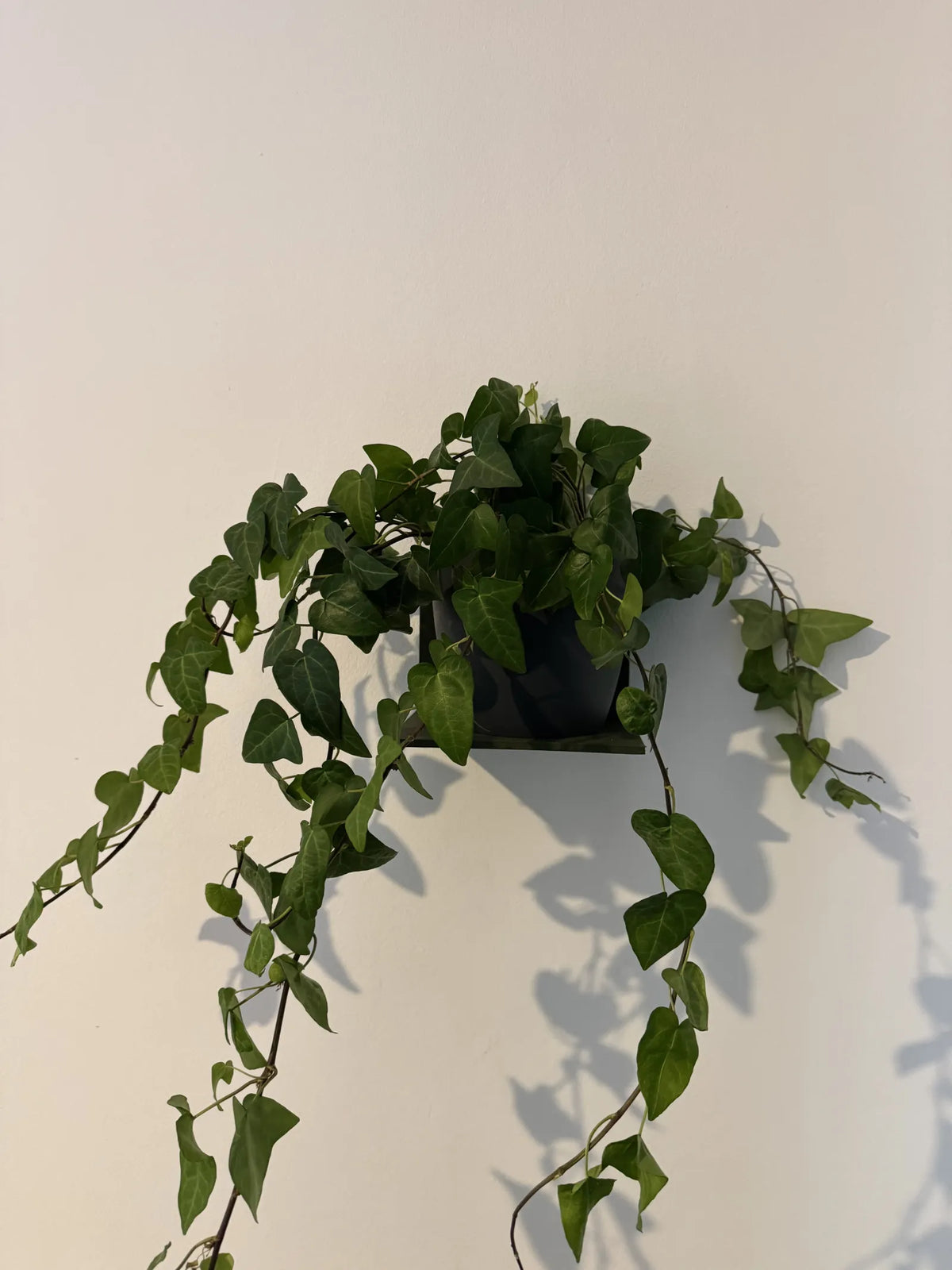 Prateleira Adesiva para Plantas