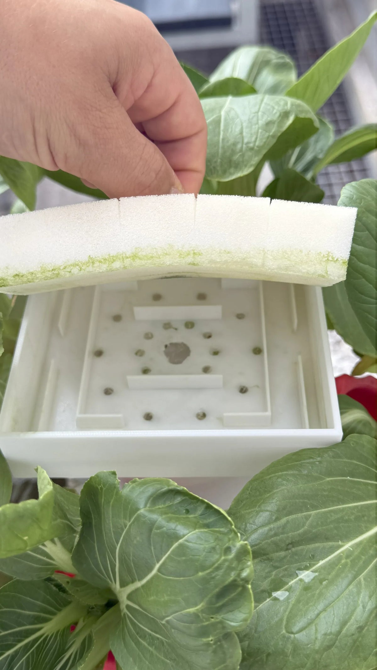 Kit de Germinação para Torre Hidropónica