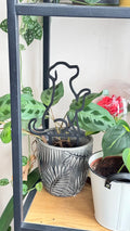 Treliça para Plantas Cão