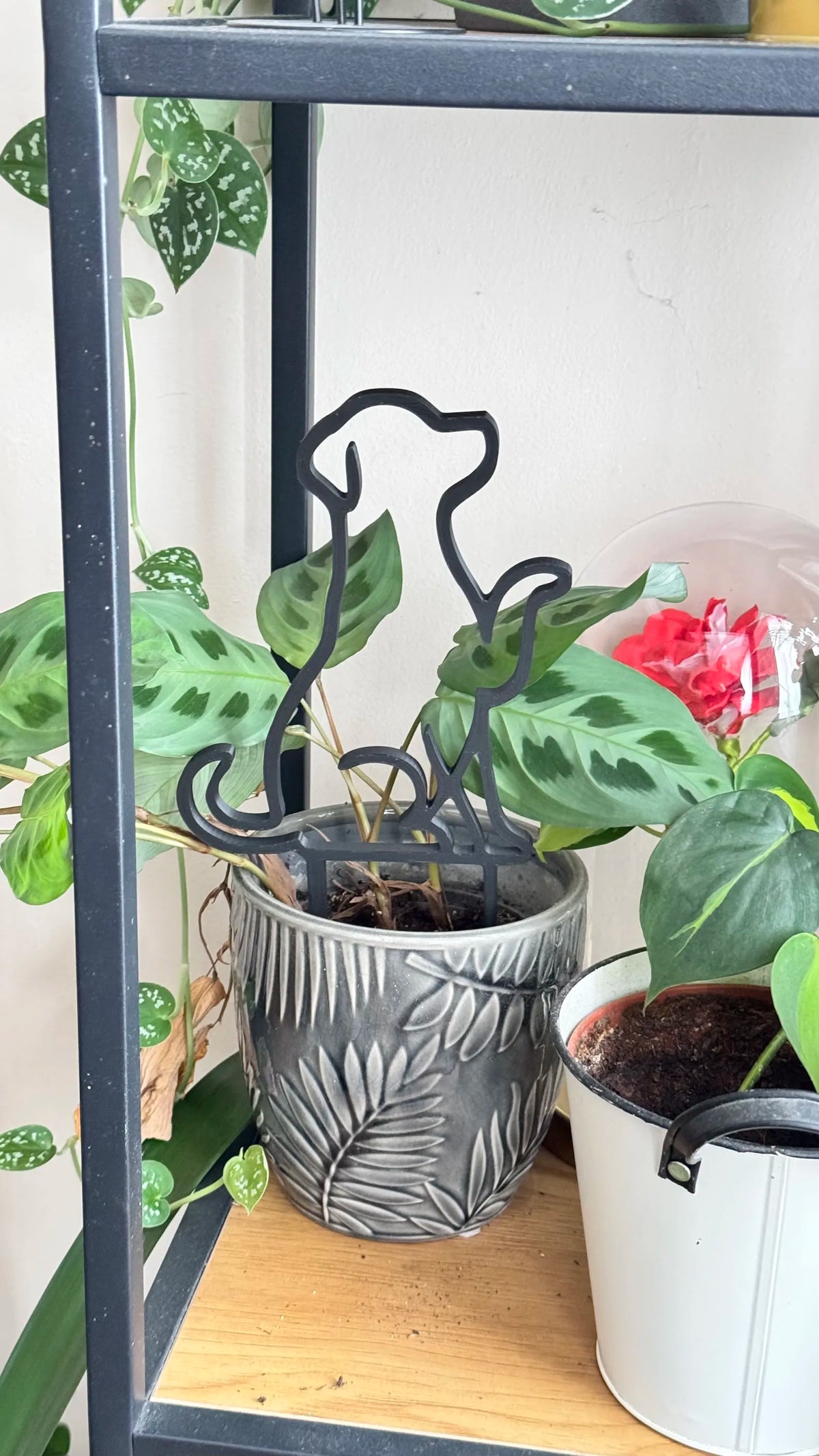 Treliça para Plantas Cão