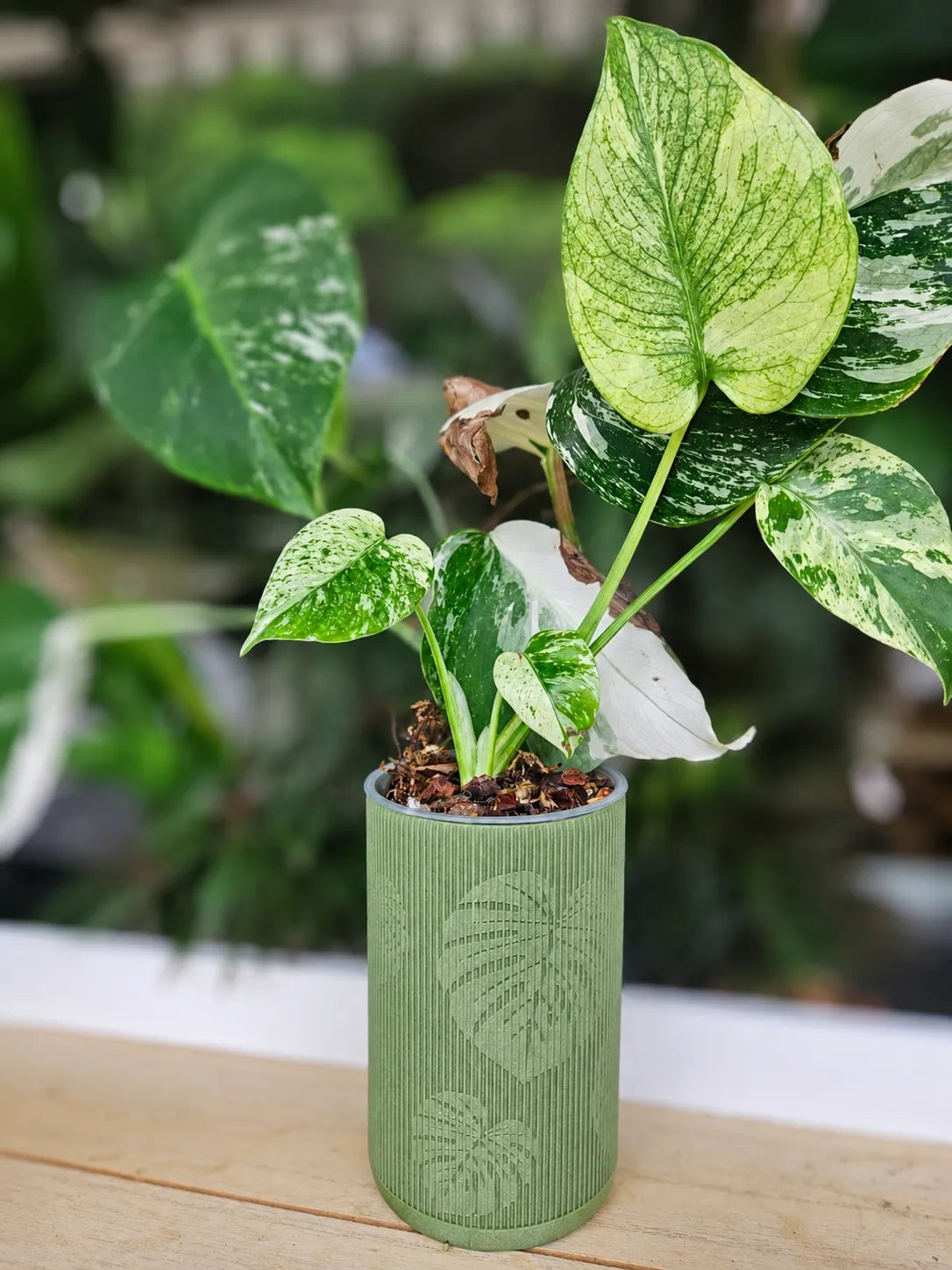 Vaso Canelado Monstera
