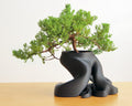 Vaso Bonsai Raiz impresso em 3D - Vértice Arte 3D